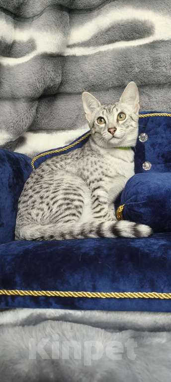 Кошки в Санкт-Петербурге: Котята Мау Дионис Мальчик, 45 000 руб. - фото 2