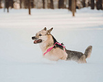 Собаки в Москве: Пеппи ищет дом. И ждёт его всей душой. Девочка, Бесплатно - фото 8