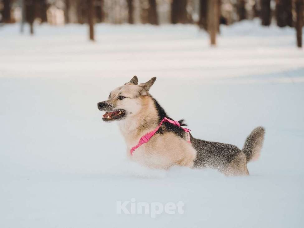 Собаки в Москве: Пеппи ищет дом. И ждёт его всей душой. Девочка, Бесплатно - фото 8