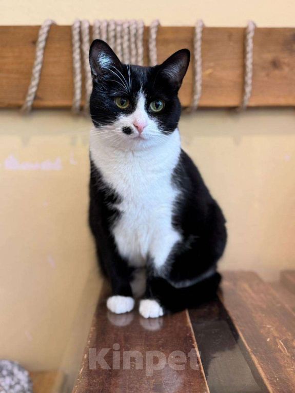 Кошки в Москве: Ласковая кошечка Мушка в добрые руки Девочка, Бесплатно - фото 3