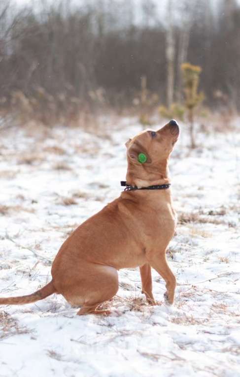 Собаки в Ногинске: Молодая собака Тайса ищет дом. Девочка, Бесплатно - фото 3