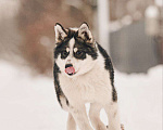 Собаки в Лосином-Петровском: Шаман якутенок Мальчик, Бесплатно - фото 3
