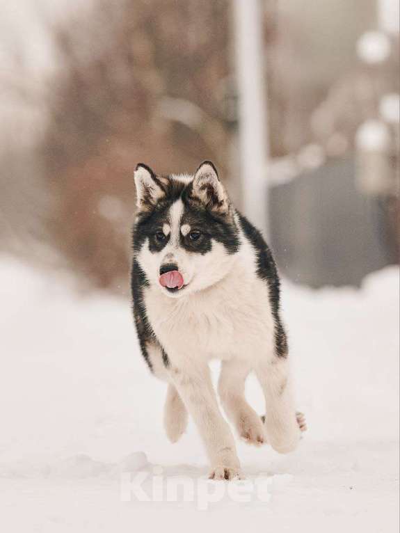 Собаки в Лосином-Петровском: Шаман якутенок Мальчик, Бесплатно - фото 3