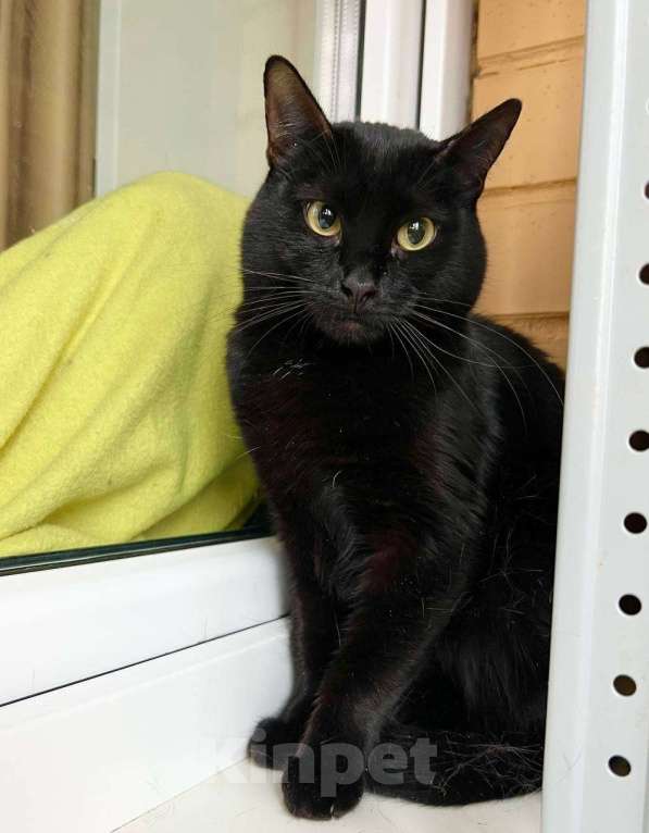 Кошки в Москве: Кошка Черри – длинноногая красотка в добрые руки Девочка, Бесплатно - фото 1