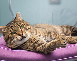 Кошки в Мытищах: Мистер Кот ищет дом! Мальчик, Бесплатно - фото 5