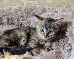 Кошки в Москве: Котенок Лили ищет дом Девочка, Бесплатно - фото 1