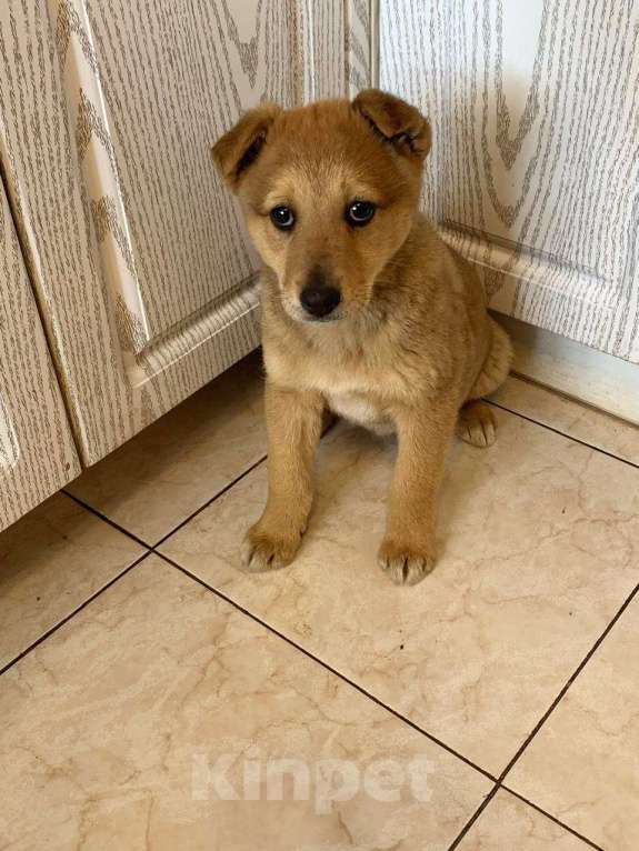 Собаки в Санкт-Петербурге: Скромный щенок в футболочке ищет дом Девочка, Бесплатно - фото 5