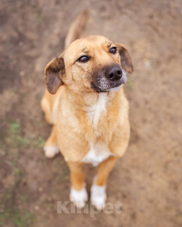 Собаки в Москве: Небольшой мальчик в добрые руки Мальчик, Бесплатно - фото 4