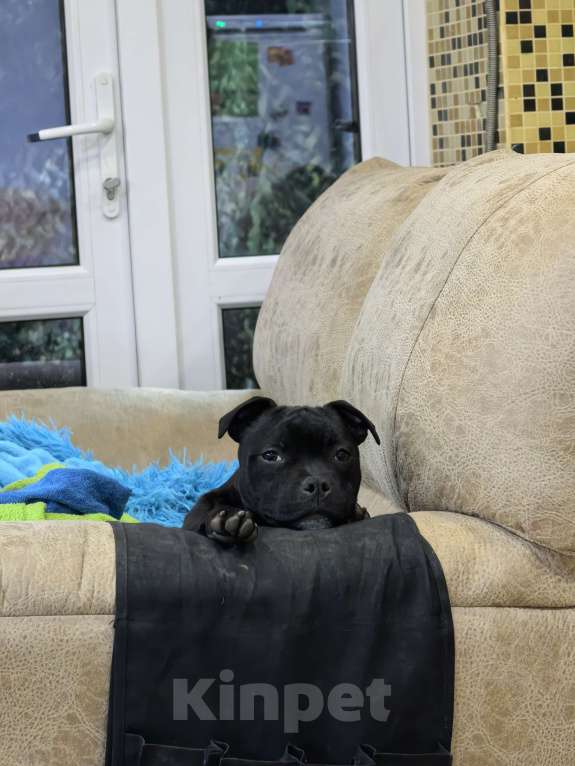 Собаки в Краснодаре: Предлагаю щенков стаффордширского бультерьера Девочка, Бесплатно - фото 5