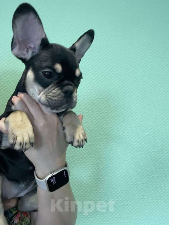 Собаки в других городах Ямало-Ненецкого автономного округа: Идеальный компаньон Девочка, Бесплатно - фото 2