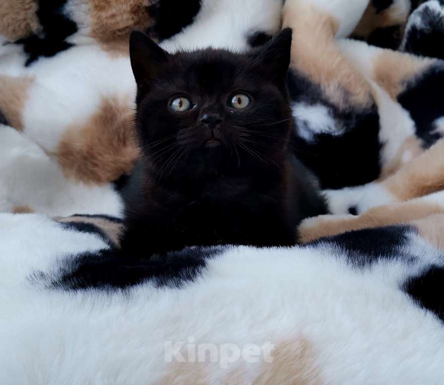 Кошки в Санкт-Петербурге: Британский котенок Мальчик, 65 000 руб. - фото 5
