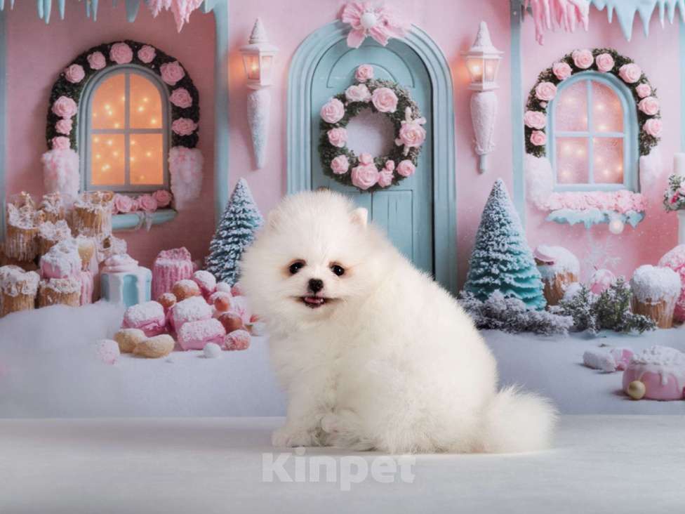 Собаки в Москве: Белый шпиц девочка Девочка, 70 000 руб. - фото 2