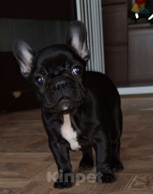 Собаки в Щелково: Щенки девочки Девочка, 40 000 руб. - фото 1