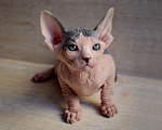 Кошки в Краснодаре: Котёнок Сфинкс Эльф мальчик Мальчик, Бесплатно - фото 2
