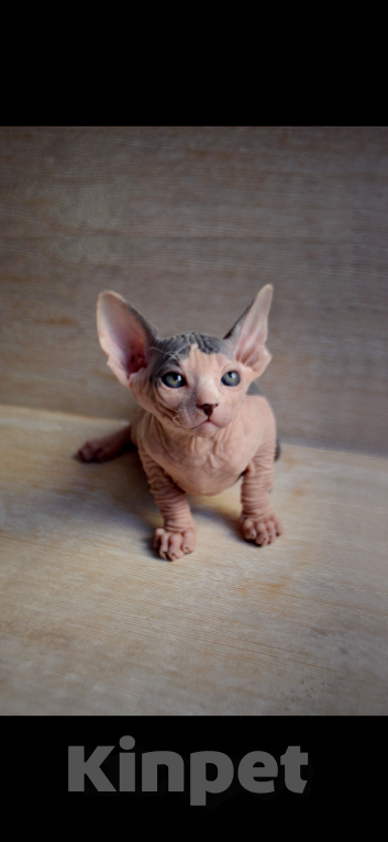 Кошки в Краснодаре: Котёнок Сфинкс Эльф мальчик Мальчик, Бесплатно - фото 2