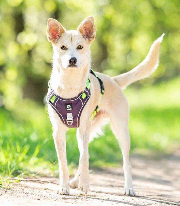 Собаки в Москве: Бельчик из приюта ищет дом Мальчик, Бесплатно - фото 3