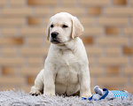 Собаки в других городах Московской области: Палевые щенки Лабрадора от Чемпиона Мира Мальчик, 90 000 руб. - фото 7