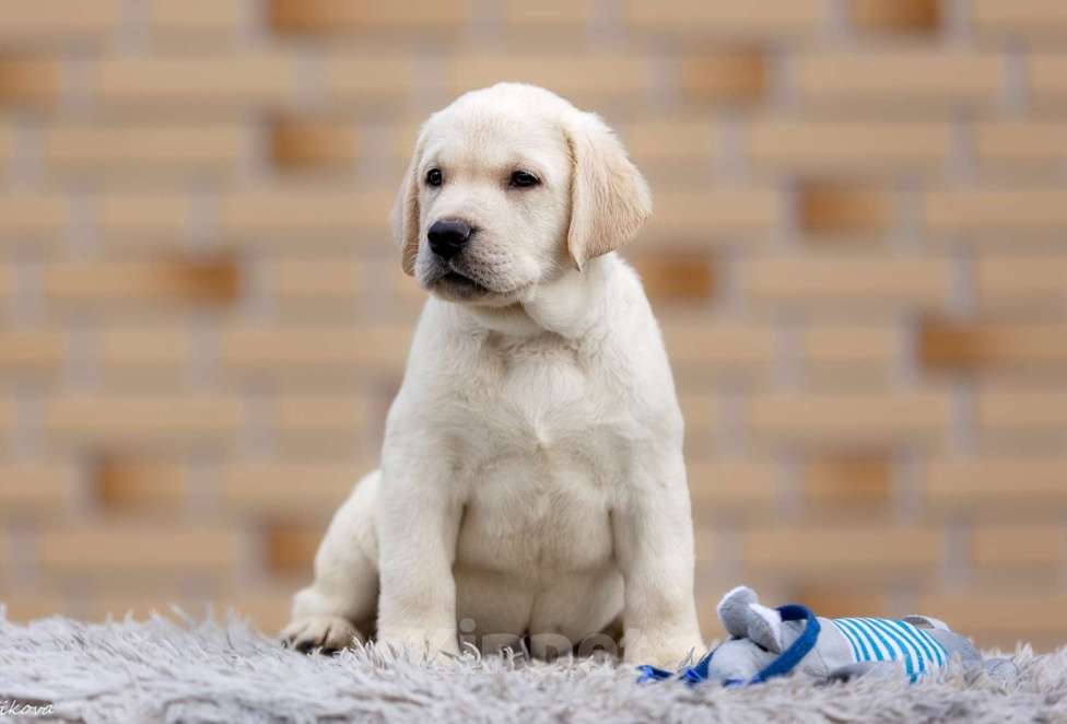 Собаки в других городах Московской области: Палевые щенки Лабрадора от Чемпиона Мира Мальчик, 90 000 руб. - фото 7