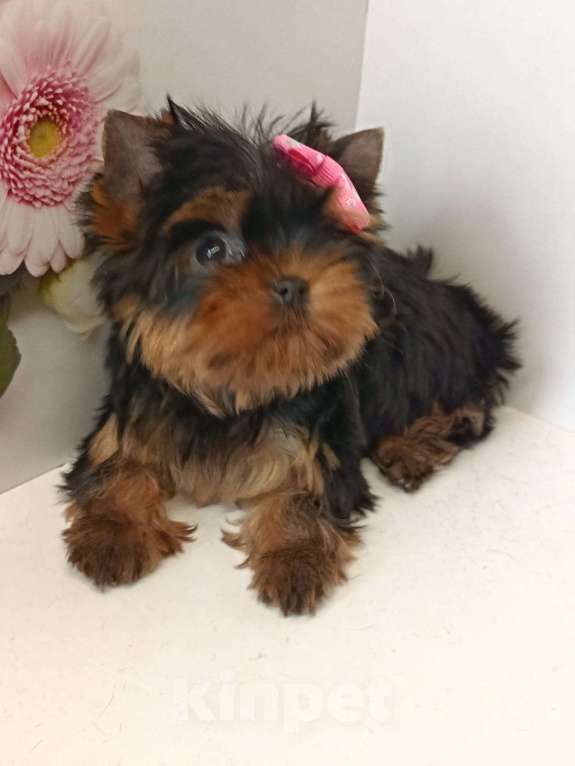 Собаки в других городах Московской области: Крошка Элис Девочка, 90 000 руб. - фото 6