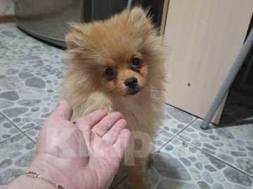 Собаки в Челябинске: Продам 2 щенков Мальчик, 20 000 руб. - фото 2