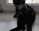 Кошки в Санкт-Петербурге: Космическая кошка Девочка, Бесплатно - фото 2