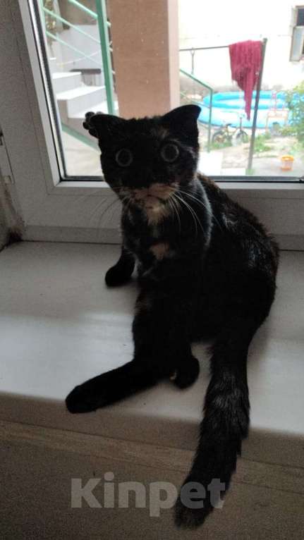 Кошки в Санкт-Петербурге: Космическая кошка Девочка, Бесплатно - фото 2