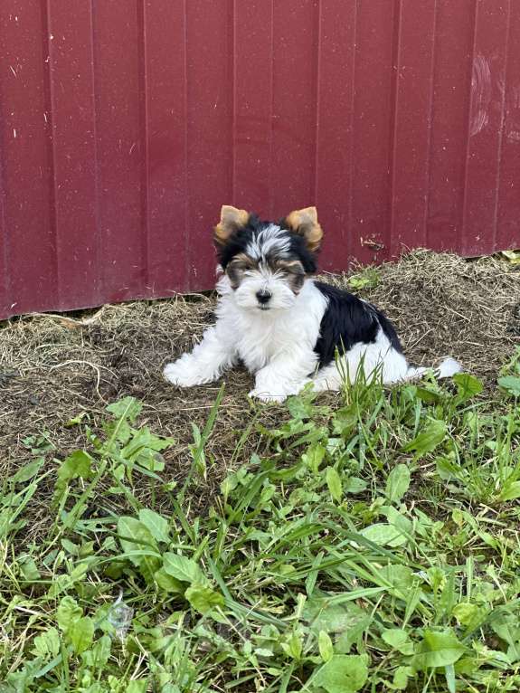 Собаки в других городах Владимирской области: Мальчик бивер Мальчик, 60 000 руб. - фото 3
