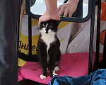 Кошки в Химках: Ласковый котёнок в добрые руки Девочка, Бесплатно - фото 1