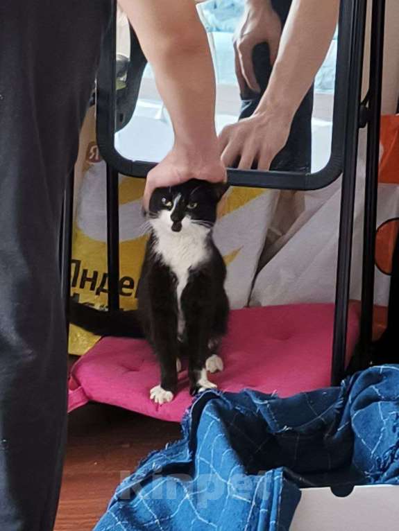 Кошки в Химках: Ласковый котёнок в добрые руки Девочка, Бесплатно - фото 1