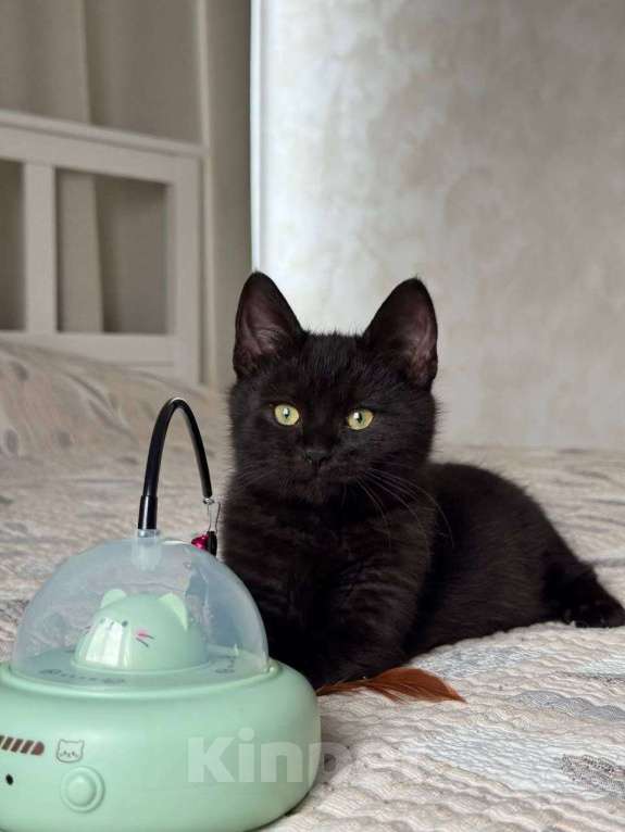 Кошки в Москве: котенок Агат ищет дом Мальчик, Бесплатно - фото 3