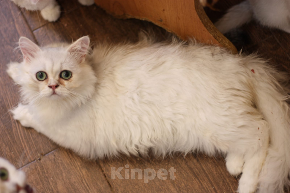 Кошки в Москве: Британские золотые и серебристые шиншиллы в добрые руки.  Мальчик, Бесплатно - фото 4