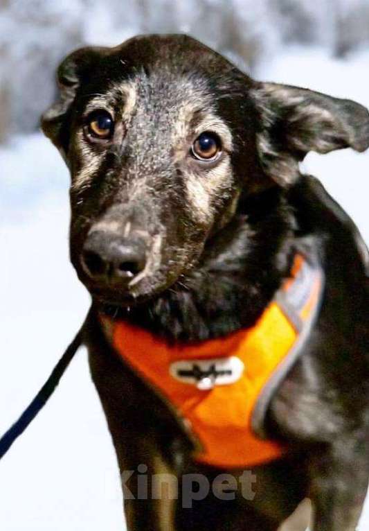 Собаки в Москве: Щенки в поиске дома! Срочно Мальчик, Бесплатно - фото 8