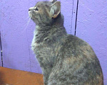 Кошки в Мур: Кошечка, Бесплатно - фото 1