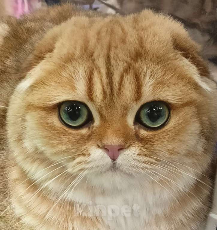 Кошки в Москве: Золотой котик с аквамариновыми глазами Мальчик, 25 000 руб. - фото 7