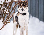 Собаки в Котельнике: Изящная красавица Дарси в поисках дома! Девочка, Бесплатно - фото 2