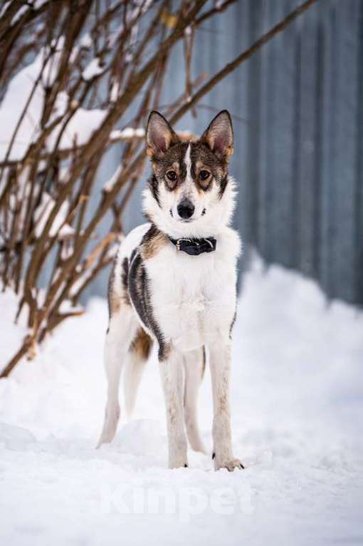 Собаки в Котельнике: Изящная красавица Дарси в поисках дома! Девочка, Бесплатно - фото 2