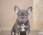 Собаки в Белгороде: Французский бульдог щенки Мальчик, 120 000 руб. - фото 1