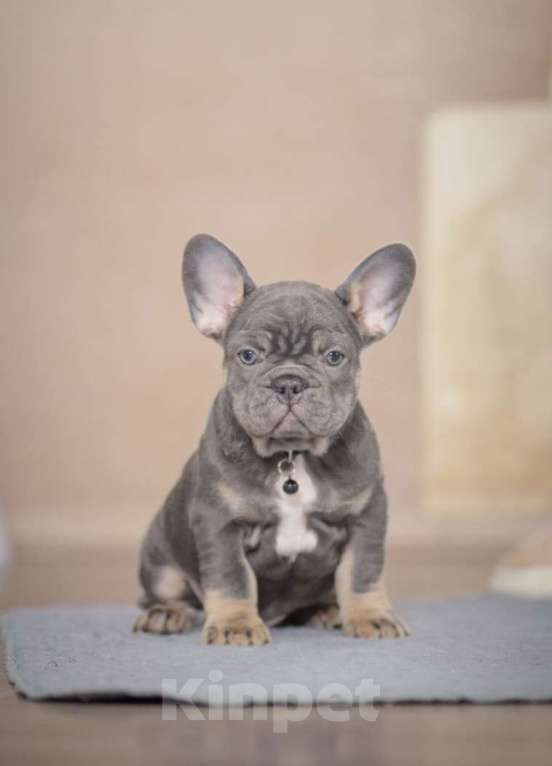 Собаки в Белгороде: Французский бульдог щенки Мальчик, 120 000 руб. - фото 1