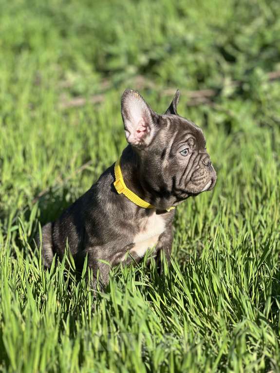 Собаки в Санкт-Петербурге: Шоколадный зайчик Мальчик, Бесплатно - фото 6