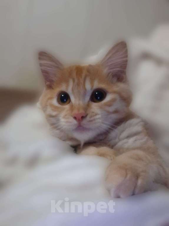 Кошки в Ростове-на-Дону: Курильский бобтейл девочка красного окраса Девочка, 40 000 руб. - фото 2