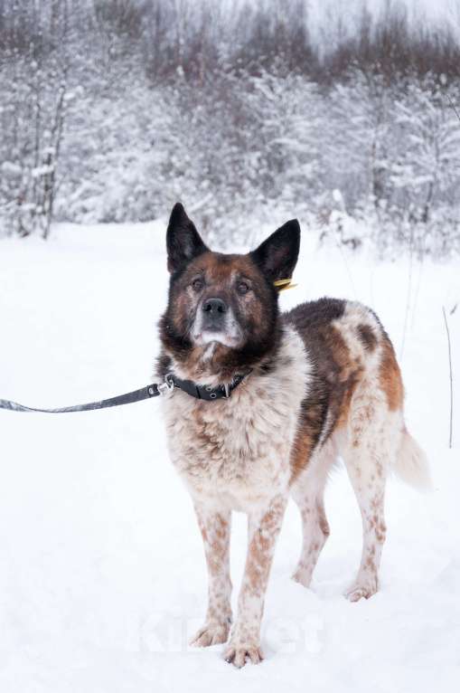 Собаки в Ногинске: Ищет достойное общество: Терентий Петрович. Кавалер, аристократ, идеальный компаньон. Мальчик, Бесплатно - фото 2