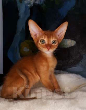 Кошки в Москве: Чудесные абиссинские дикие девочки и мальчик соррель Мальчик, 50 000 руб. - фото 7