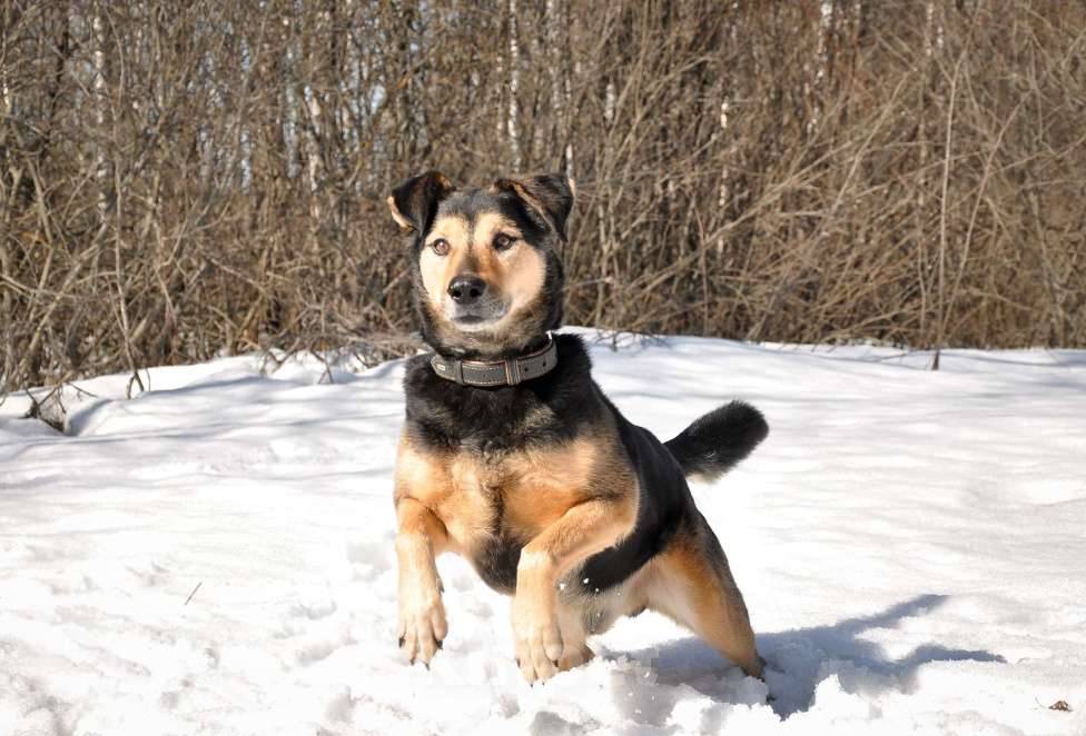 Собаки в Ногинске: Алтай -домашний пёс после гибели хозяина попал в приют Девочка, Бесплатно - фото 7