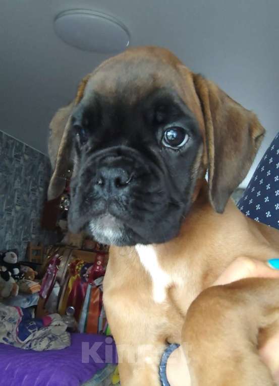 Собаки в Екатеринбурге: Девочка немецкий боксер Девочка, 60 000 руб. - фото 2