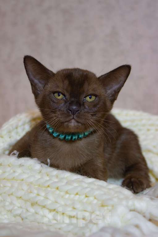 Кошки в Ковровом: Флер де лилу Венеция Девочка, 25 000 руб. - фото 9