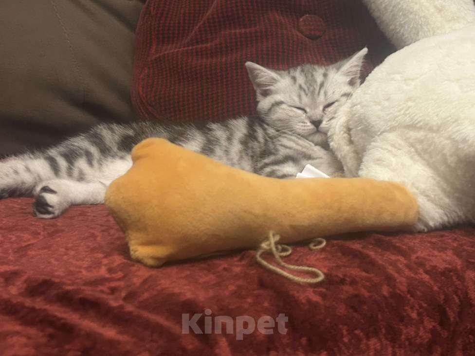 Кошки в Казани: Шотландская вислоухая кошечка Девочка, 5 000 руб. - фото 3