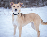 Собаки в Солнечногорске: Собака-мечта в поисках дома! Девочка, Бесплатно - фото 5