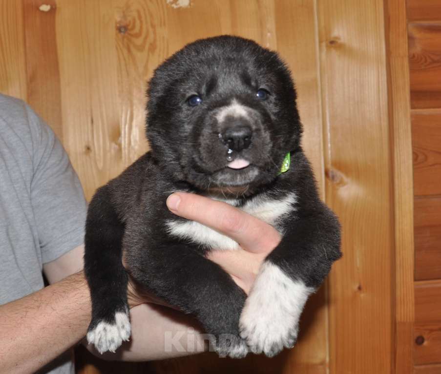 Собаки в Новосибирске: Щенок алабая (среднеазиатской овчарки) Мальчик, 50 000 руб. - фото 2