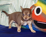 Собаки в Москве: Девочка чихуа молочный шоколад Девочка, 40 000 руб. - фото 5