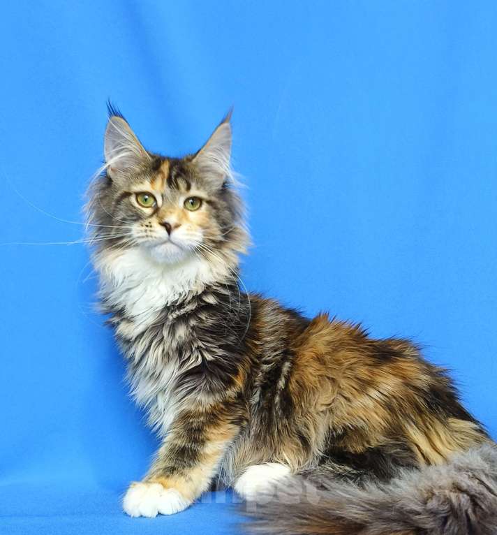 Кошки в Москве: Котёнок Мейн-кун полидакт Девочка, 80 000 руб. - фото 8